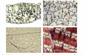 Без названия (1)